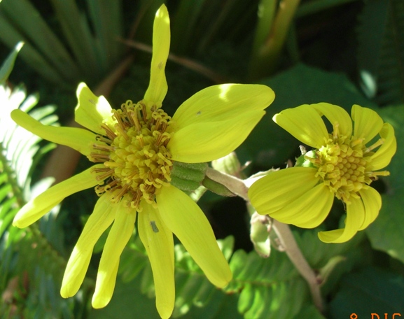 nel fontanile Farfugium japonicum